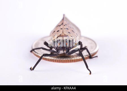 Close up di un macchiato Lanternfly (Lycorma delicatula) Foto Stock