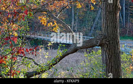 Il Boardwalk escursioni sentiero attraverso la foresta e le paludi in Royal Botanical Gardens in Burlington e Hamilton, Ontario, Canada in autunno Foto Stock