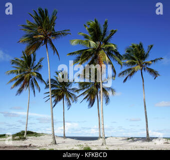 Le palme sulla spiaggia di Ilha Atalaia, Praia da Costa, Canavieiras, Bahia, Brasile, Sud America Foto Stock