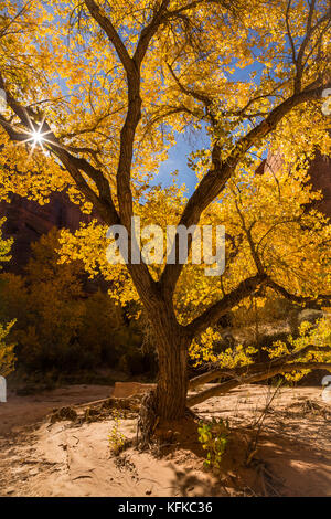 I picchi di sole attraverso rami ritorti di un vecchio albero di pioppi neri americani all'interno di un canyon nel deserto del sud dello Utah di colore giallo brillante delle foglie di autunno candelette Foto Stock