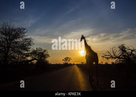 La giraffa nel parco nazionale di Kruger, sud africa ; specie giraffa camelopardalis famiglia di giraffidae Foto Stock
