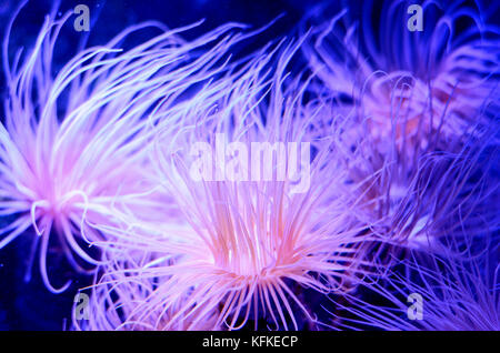Anemone marittimo in un blu scuro Acqua di acquario. Vita marina tropicale sfondo. Foto Stock