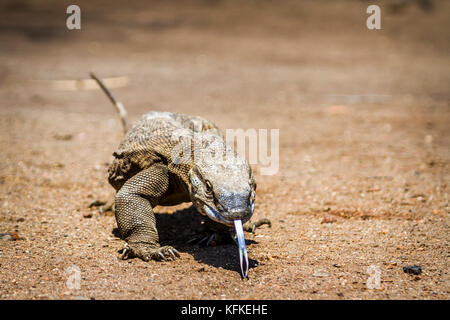 Monitor del Nilo lizard nel parco nazionale di Kruger, sud africa ; specie Varanus niloticus famiglia di varanidae Foto Stock