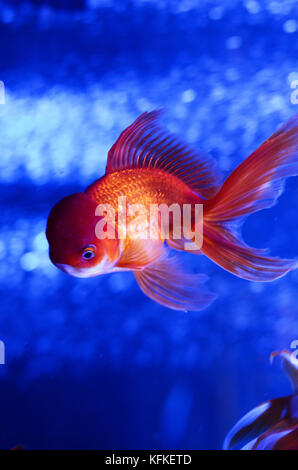 Luminose acquario d acqua dolce sfondo con pesci di oro e di bolle Foto Stock