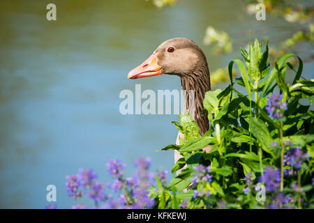 Graylag goose (Anser anser), ritratto, tra piante fiorite, ritratto, Baviera, Germania Foto Stock