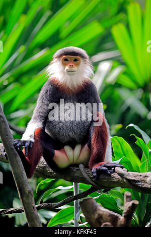 Rosso-shanked douc (pygathrix nemaeus), Adulto, maschio, su albero, captive, verificarsi nel sud-est asiatico Foto Stock