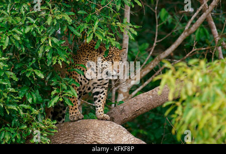 Jaguar (Panthera onca) nella struttura ad albero, guardando fuori, Pantanal, Mato Grosso, brasile Foto Stock