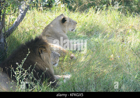 Coppia di maschio e femmina i Lions in appoggio sotto l'albero. Foto Stock