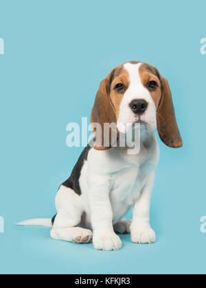 Carino beagle cucciolo di cane seduto su uno sfondo blu rivolto verso la telecamera visto di lato Foto Stock