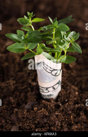 Alberello avvolto in dollari che cresce dal terreno Foto Stock