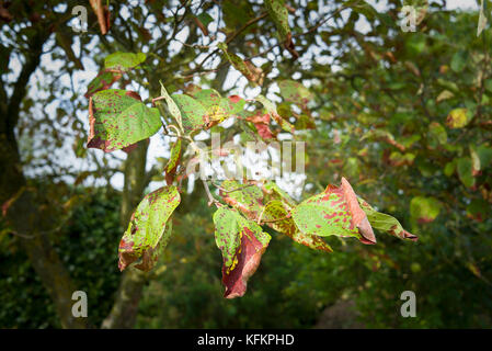 Foglie di Cydonia oblonga Meeches prolifico quince tree che mostrano segni di avvizzimento distruttiva nel WILTSHIRE REGNO UNITO Foto Stock