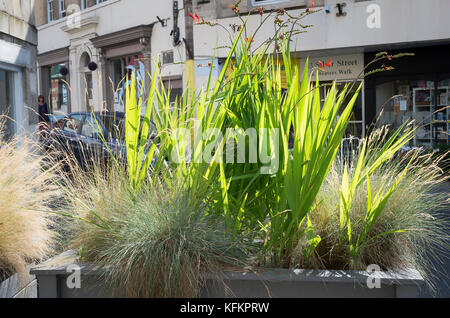 Graminacee ornamentali crocosmia e fornire un attraente schermo naturale dalla strada in Bradford on Avon Wiltshire, Inghilterra UK7 Foto Stock