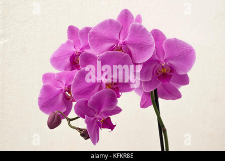 Magenta Moth Orchid fiorisce in un bagno dove gode un'atmosfera umida Foto Stock