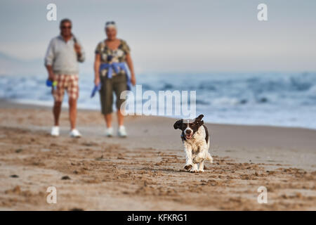 Happy dog presso la spiaggia con i proprietari in background Foto Stock