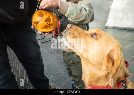 Llanarthney, Wales, Regno Unito. Il 30 ottobre, 2017. La famiglia da Oxford visitate National Botanic Garden of Wales. La zucca carving parte degli eventi di autunno a metà termine attività dentro la grande serra. Il famililies tre cani sono stati autorizzati a entrare come era un Doggy anche il lunedì, quando i cani sono ammessi in 568 acri di terreno terreni e percorsi esterni al grande serra. Credito: Paolo Quayle/Alamy Live News Foto Stock