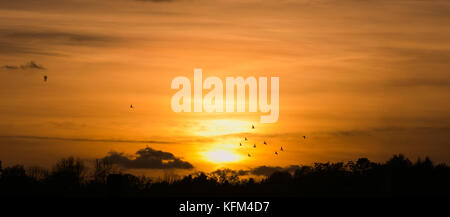 Londra, Regno Unito. 30 ott 2017. uk meteo. un gruppo di uccelli contro un tramonto dorato a Londra. Credito: dinendra haria/alamy live news Foto Stock