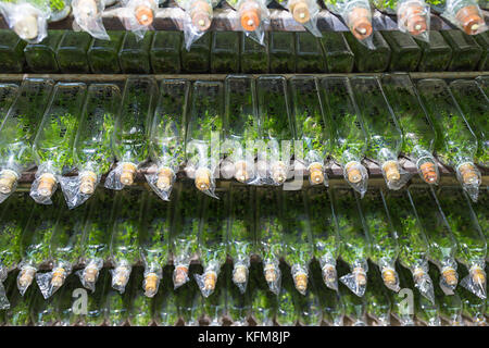 Esperimento di coltura di tessuti vegetali cellula vegetale nella tecnologia di laboratorio bottiglia sul ripiano Foto Stock