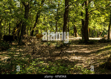 Un agricoltore aziona il suo bestiame lungo una strada forestale, Foresta Umbra, Peschici e il Parco Nazionale del Gargano. L'Italia. Foto Stock