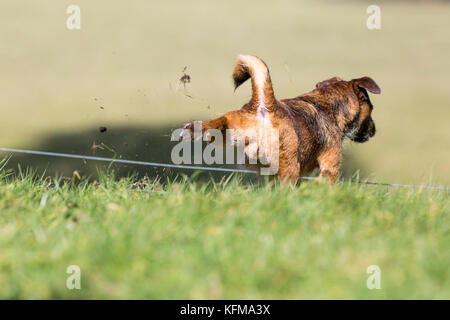 Border terrier cross cane calci con zampe posteriori, erba battenti Foto Stock