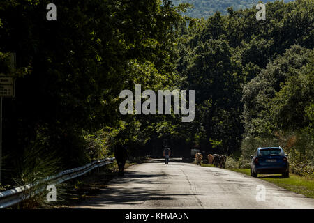 Un agricoltore aziona il suo bestiame lungo una strada forestale, Foresta Umbra, Peschici e il Parco Nazionale del Gargano. L'Italia. Foto Stock