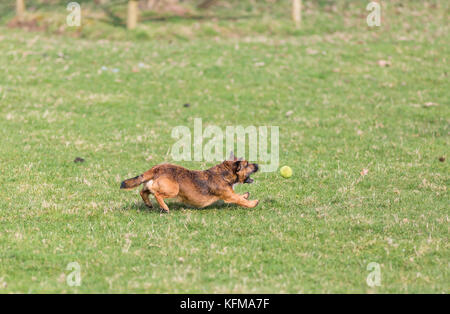 Border terrier cross cane a caccia di palla da tennis Foto Stock