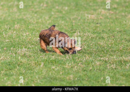 Border terrier cross cane a caccia di palla da tennis Foto Stock