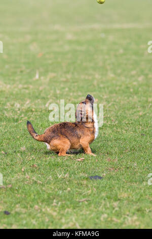 Border terrier cross cane giocando con la palla da tennis Foto Stock