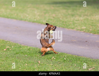 Border terrier cross cane giocando con la palla da tennis Foto Stock