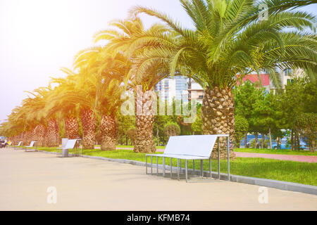 Fila di palme lungo una strada pedonale con panchine. Foto Stock