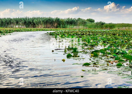 Il Delta del Danubio, la Romania, la seconda più grande del delta del fiume in Europa. Foto Stock