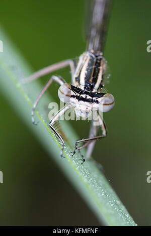 Featherleg blu o bianco-gambe, damselfly platycnemis pennipes Foto Stock