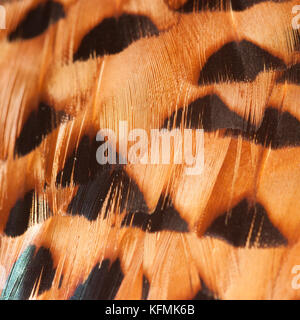 Close up macro shot di fagiano che mostra sbarrata feather pattern. Selvaggina di penna dopo shoot. Foto Stock