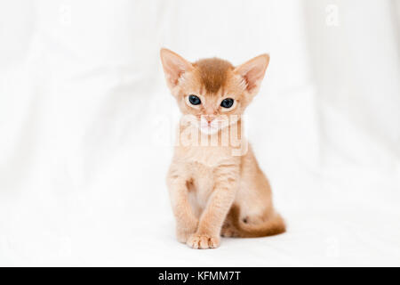 Un gattino abissino Foto Stock