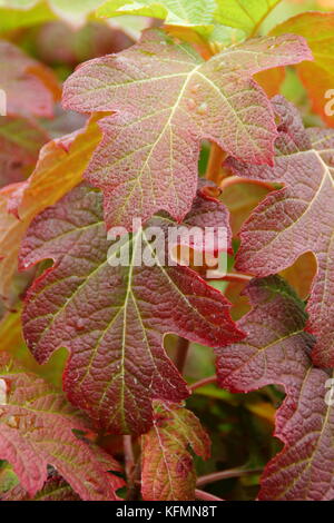 Hydrangea quercifolia "Borgogna', una quercia-lasciava hydrangea, visualizzazione autunnale di profondo rosso fogliame in un giardino inglese Foto Stock