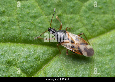 Flower Bug (Anthocoris nemorum) in appoggio sulla lamina. Tipperary, Irlanda Foto Stock