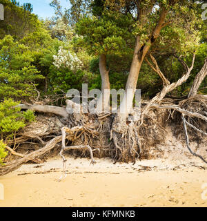 Radici degli alberi esposte dall'erosione costiera sulla spiaggia di Refuge Cove nel Wilsons Promontory National Park, Australia Foto Stock