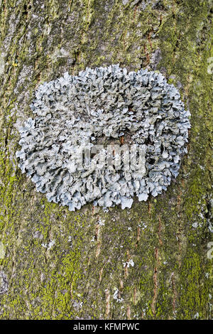 Clairmont saxatilis (probabilmente) su un albero in Northumberland, Regno Unito Foto Stock
