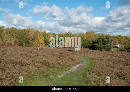 Paesaggio di brughiera in autunno a Frensham grande stagno nel Surrey, Regno Unito, con cielo blu Foto Stock