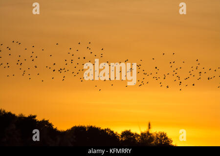 Starling murmuration al tramonto sul Grande a Frensham Pond nel Surrey, Regno Unito Foto Stock