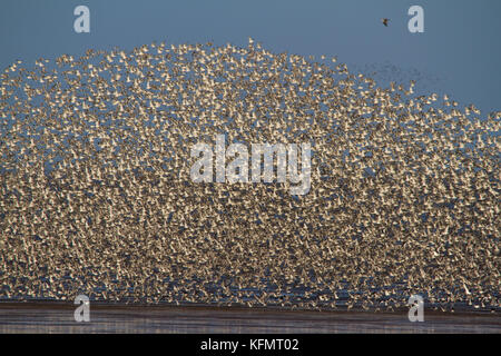 Un gran numero di uccelli murmurating sulla costa di Norfolk. Foto Stock