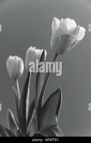 Tre i tulipani. Fiori in bianco e nero. Foto Stock