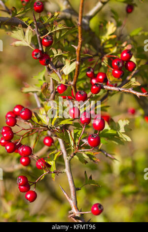 Bacche di biancospino, noto come hawberries dall'arbusto biancospino (Crataegus) che è anche chiamato whitethorn, thornapple & maggio-tree Foto Stock