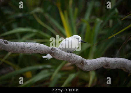 Noddy bianco, gygis alba, o bianco tern Foto Stock