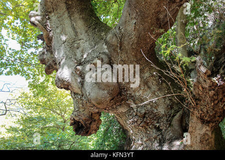 Un antico albero nel parco gliki, presso le sorgenti del fiume aheron, Grecia. Foto Stock