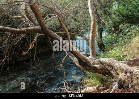 Un antico albero nel parco gliki, presso le sorgenti del fiume aheron, Grecia. Foto Stock