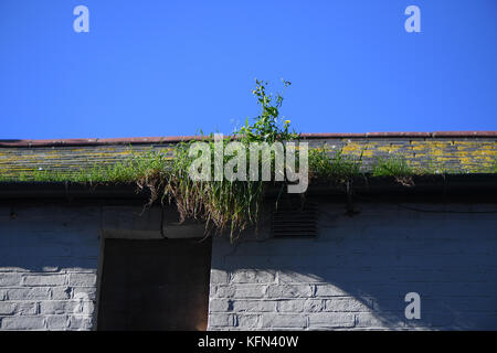 Gravemente bloccato ed incolto grondaie in una casa che è caduto in rovina. Foto Stock