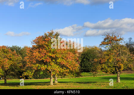 Parco autunnale di Hyde Park, alberi autunnali con foglie colorate in una giornata di sole, Londra, Regno Unito Foto Stock