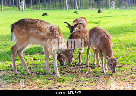 Gruppo di sika cervo (Cervus nippon) e daini (dama dama) e mufloni nel bosco riserva faunistica, Germania Foto Stock
