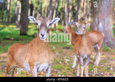 Pecore di muflon europee (ovis orientalis musimon), femmine in gruppo in boschi, primo piano, Germania Foto Stock