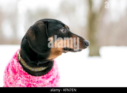 Una razza di cane bassotto che indossa un maglione all'aperto nella neve Foto Stock